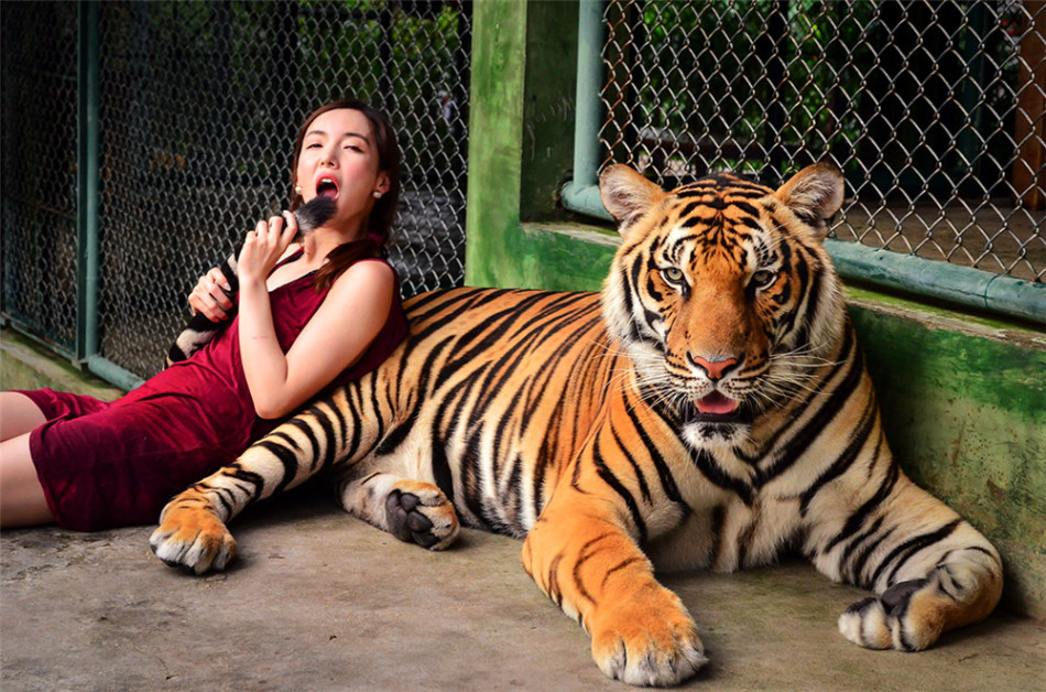 叶一云与老虎秀恩爱 上演"美女与野兽"_高清图集_新浪网