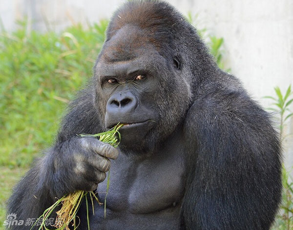 日本猩猩靠颜走红网友称撞了王学圻的脸