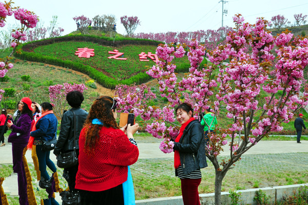 太原市圪僚沟赏樱花