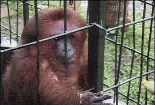 活该12星座是只单身狗