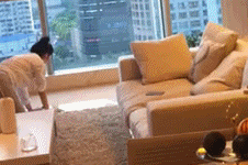 活该12星座是只单身狗