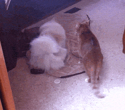 活该12星座是只单身狗