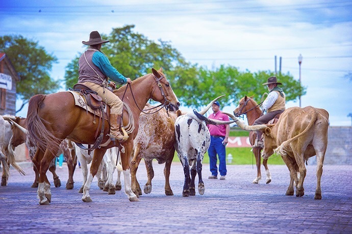 在美国德州过把西部牛仔瘾_高清图集_新浪网