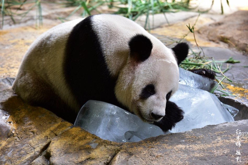 高温天大熊猫趴冰块纳凉