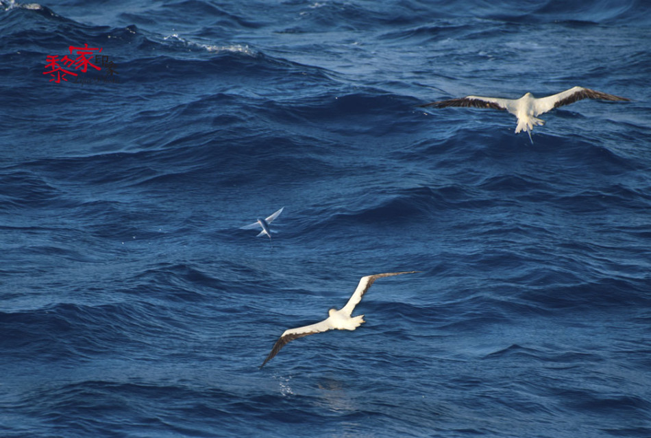 既看到了南海日出,也欣赏到了海鸥捕捉飞鱼,这样的飞鸟与鱼惊艳大片.