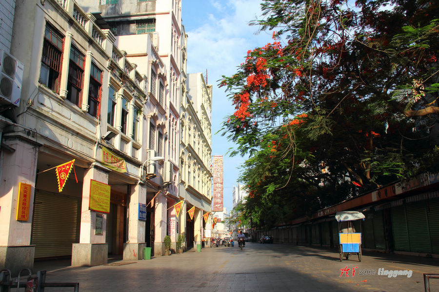 海口得胜沙凤凰花开正灿烂 锦簇花团红似火