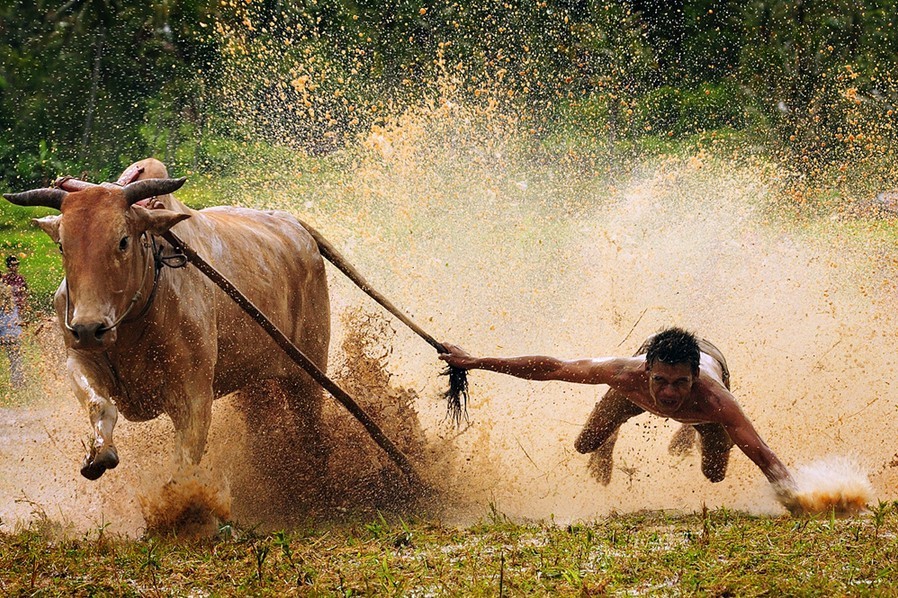 奔跑在烈日下 苏门答腊的奔牛赛