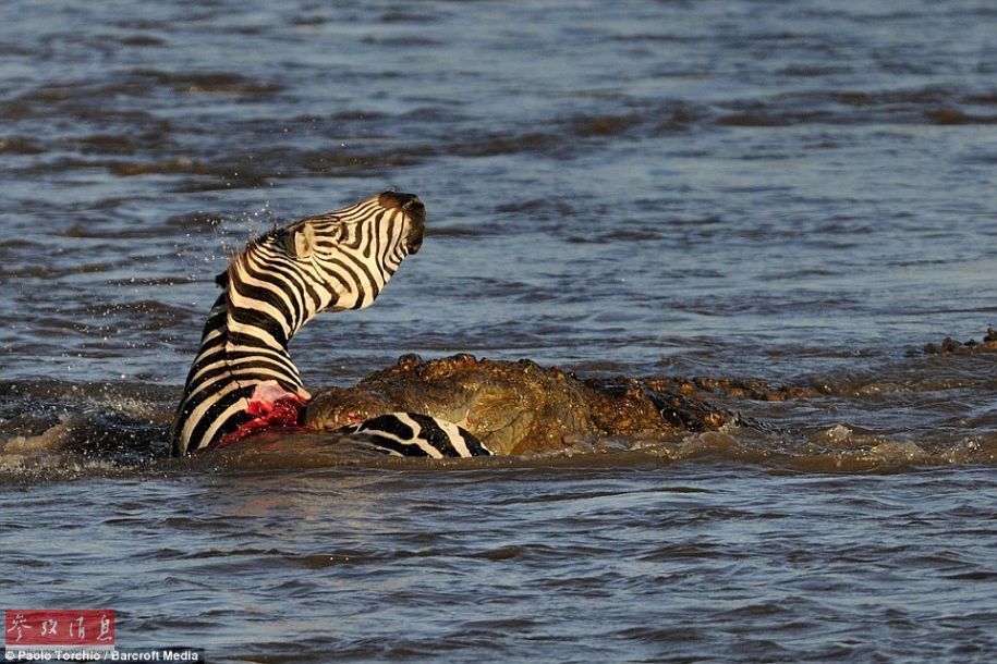 54岁的野生动物摄影师paolo torchio在肯尼亚拍摄到鳄鱼袭击斑马的