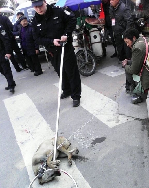 流浪汉所牵狗被警察用钢叉当街处死