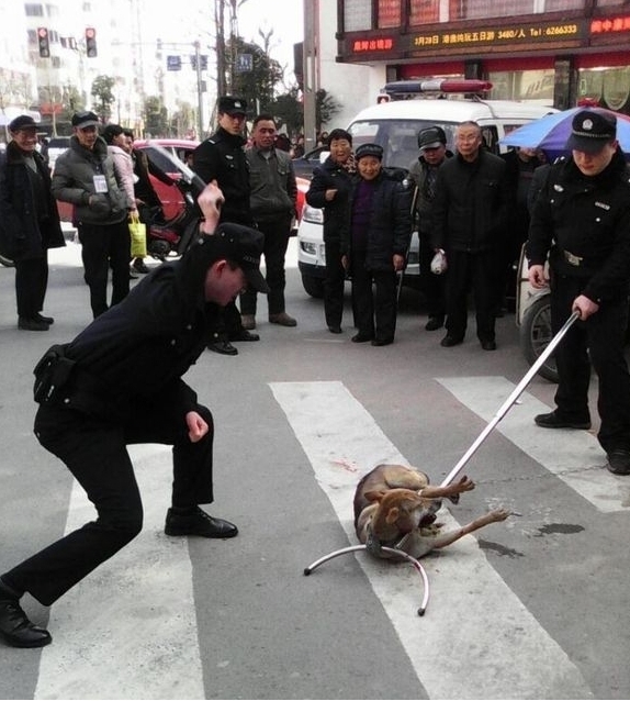 流浪汉所牵狗被警察用钢叉当街处死
