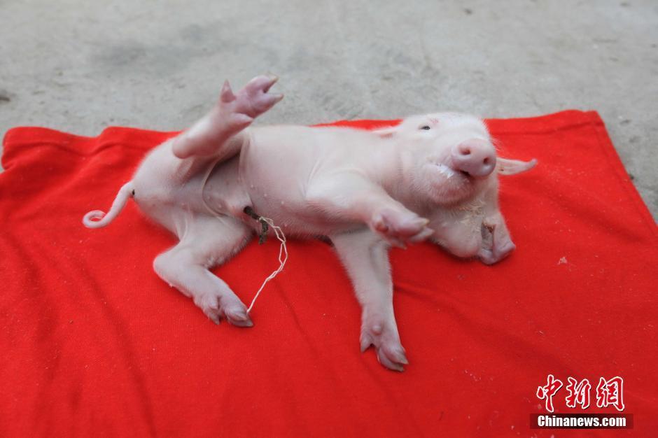 这几天这头猪崽已成为"明星",很多人慕名前来观看.