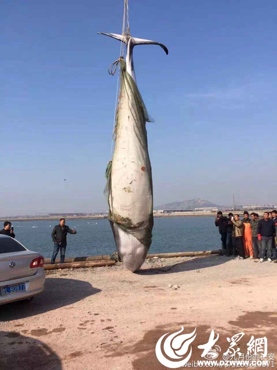 日照渔民捕获8米长鲸鱼 疑为须鲸 已死亡