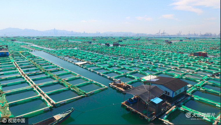 烟台:木排浮箱点缀海面 海上粮仓美如画