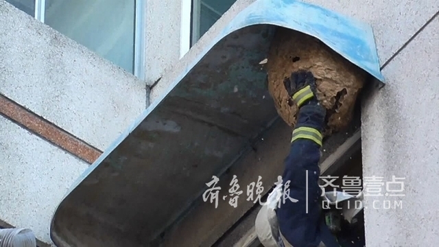 马蜂在一个窝住几年 马蜂离开蜂窝多久会死