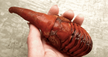 独角仙吓人外形如同外星生物