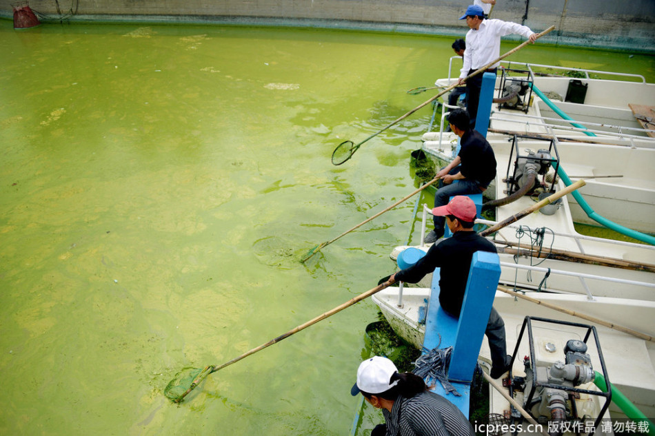 太湖蓝藻爆发一天打捞近千吨
