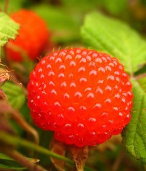 湖父山珍果品:山莓