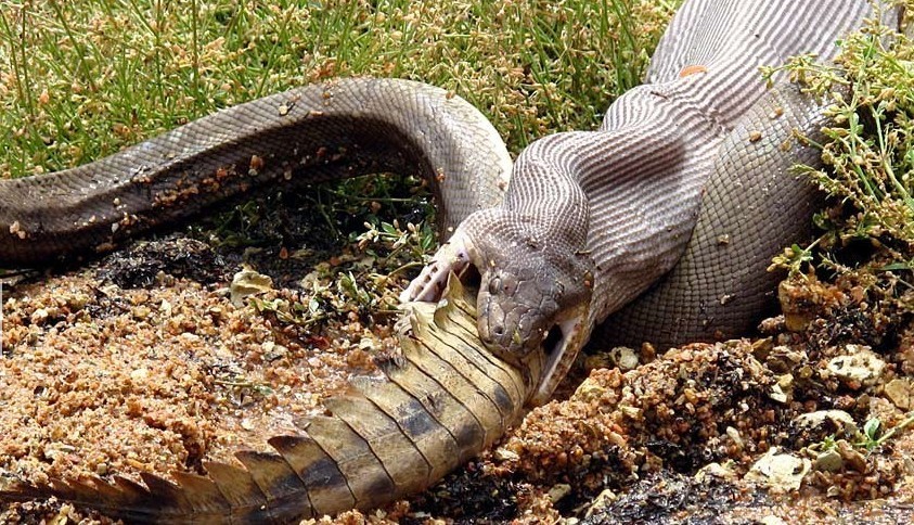 jpg,843x484,131kb,436_250蟒蛇吞下鳄鱼巨蟒身体爆裂而亡jpg,768x