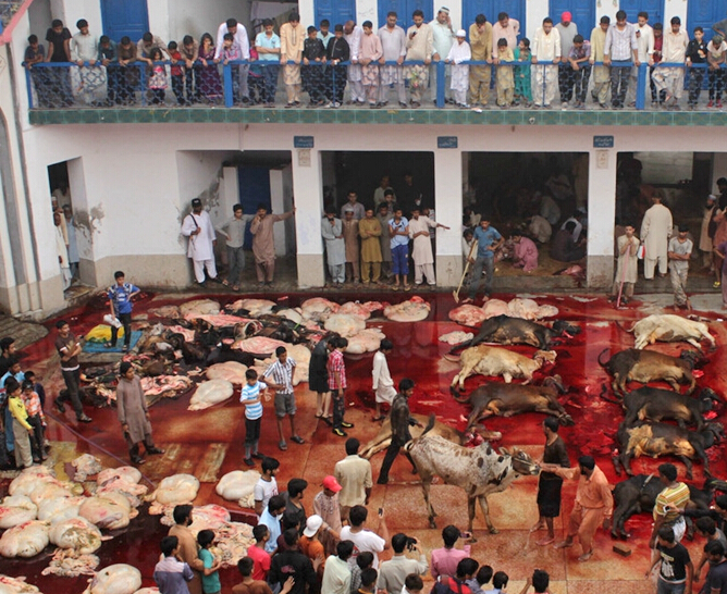 巴基斯坦宰牲节 阿訇宰牛场面血腥_高清图集_新浪网