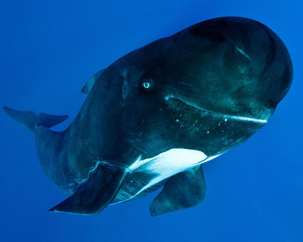 乌利赛斯背部举牌险资: 井秋红