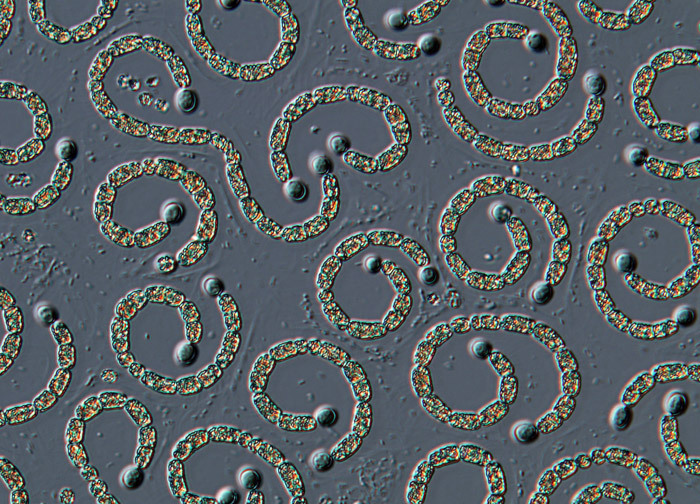 地铁呼吁文明出行 休斯敦举办第11届街头彩绘节(高清组图)