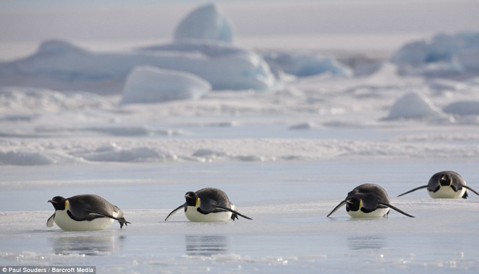 一男子被警察铐走太平洋房屋热忱服务助力联通终端众筹4.0_青海西宁手