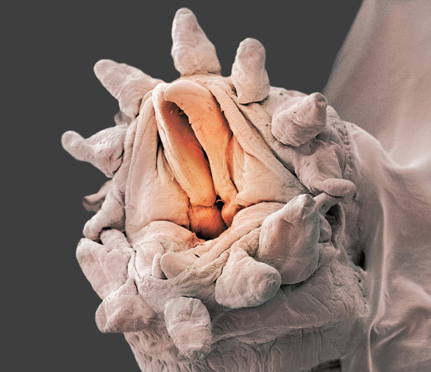 韩媒:中国抚远莽吉塔产业园区专家建言献策