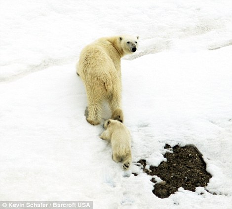 北极熊妈妈背幼子游泳显母爱