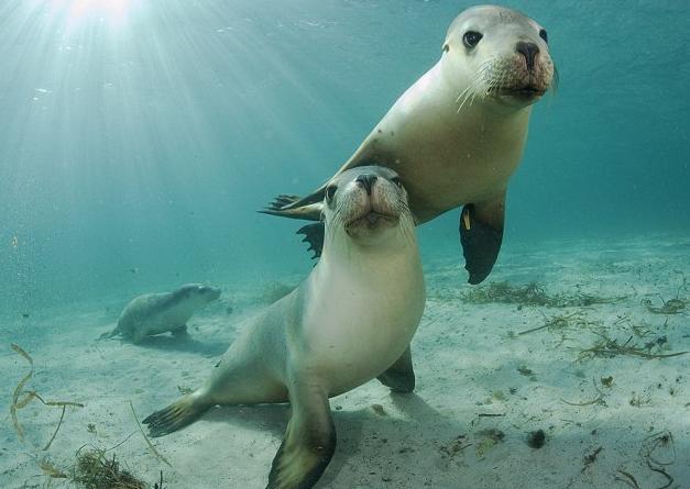 摄影师捕捉澳大利亚小海狮群可爱卖萌瞬间