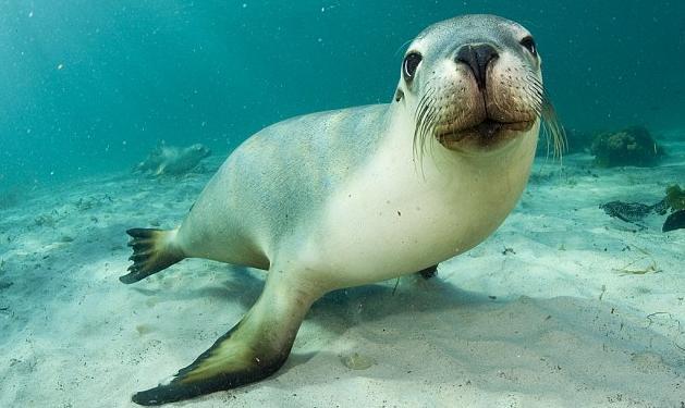 摄影师捕捉澳大利亚小海狮群可爱卖萌瞬间