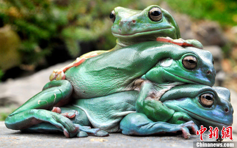 奥运奖金不如男足输1场卡帅榜上有名 羽球视频