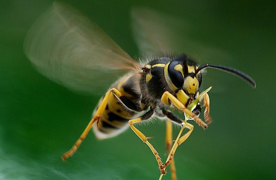 黄蜂摄影作品图片