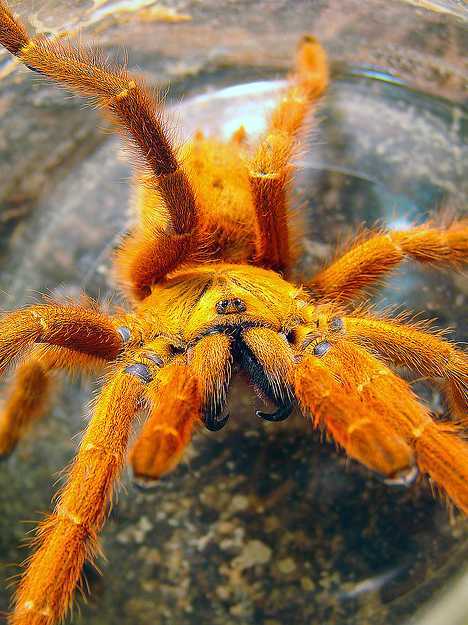 橙色巴布捕鸟蛛