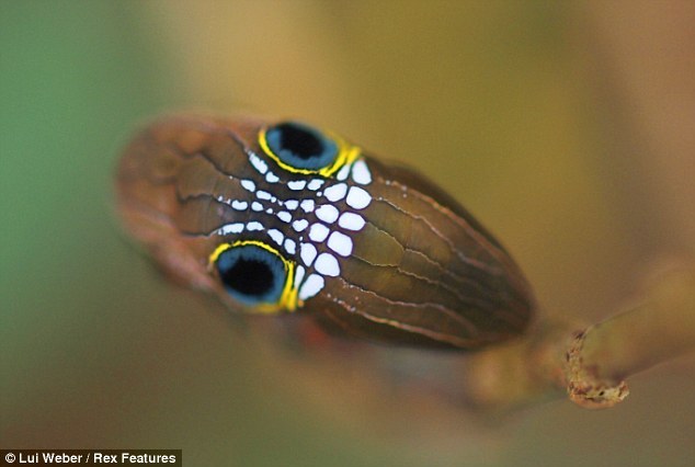 万圣节:澳大利亚罕见毛毛虫脸部似骷髅
