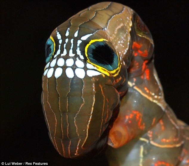 万圣节:澳大利亚罕见毛毛虫脸部似骷髅