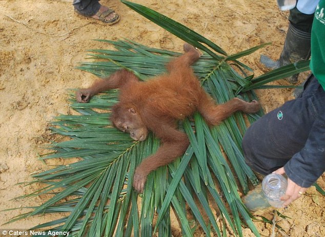 俞敏洪:诽谤室友首度透露遇害案细节
