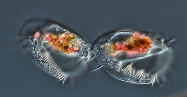 违背国父精神百元钞票塞嘴里不找钱(图)