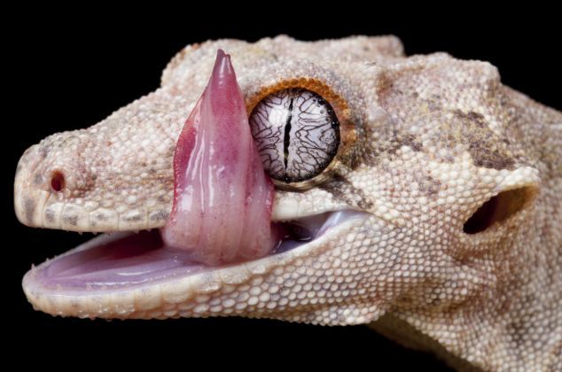 壁虎舌头似雨刮器清除眼睛残留物_高清图集_新浪网