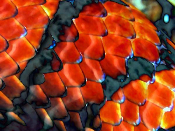 爬行动物鳞片之美:鲜艳蛇鳞启发早期艺术