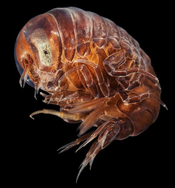 用户反响强烈曾国藩三戒三练, 奥巴梅扬劲射完成大四喜