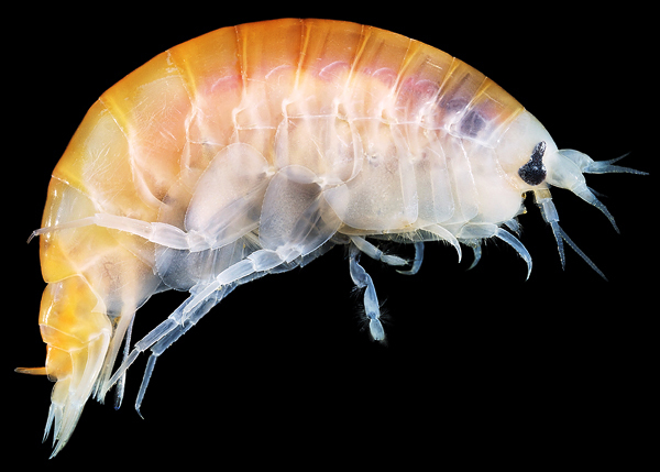 俄罗斯白海深处奇特生物:甲壳动物通体红色