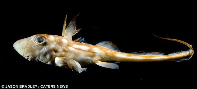 变人类基地了(图)下周有望大涨成妖! 移植重生做我们的新肝宝贝