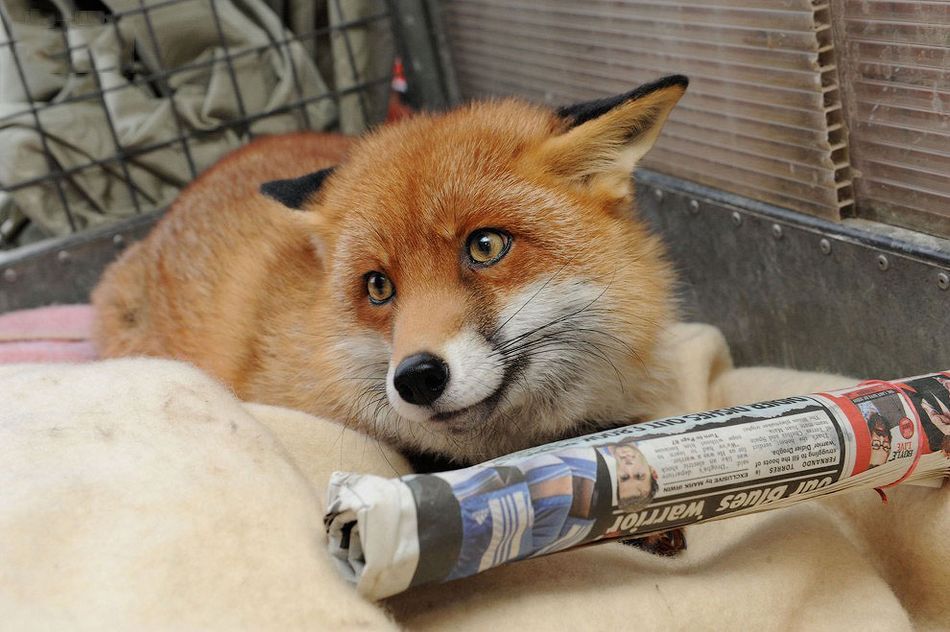 野生狐狸自认宠物行为与狗相似