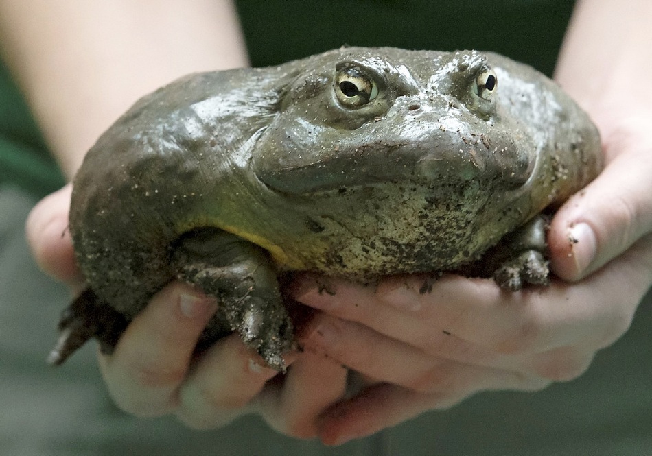 英媒:澳洲动物园猩猩迎60岁生日 天灾还是人祸?