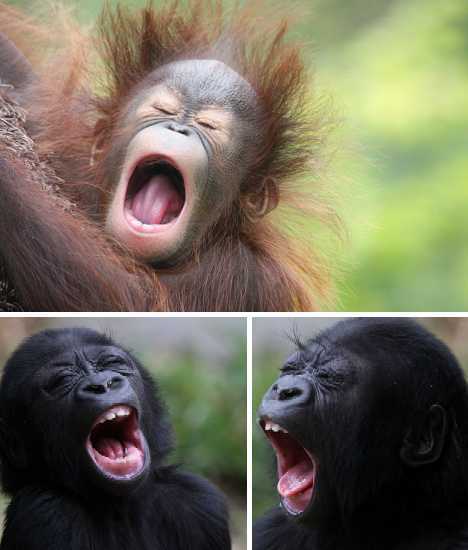 动物打哈欠搞笑瞬间:河马大嘴张开150度