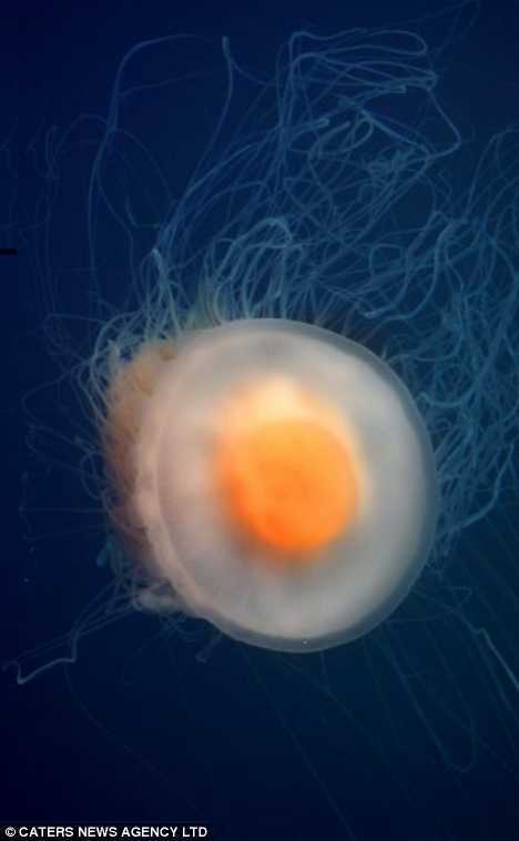 "煎蛋"水母