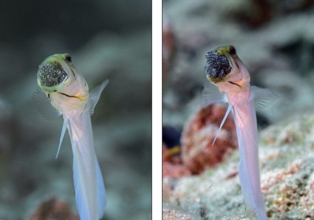 网络直播在宜家过夜