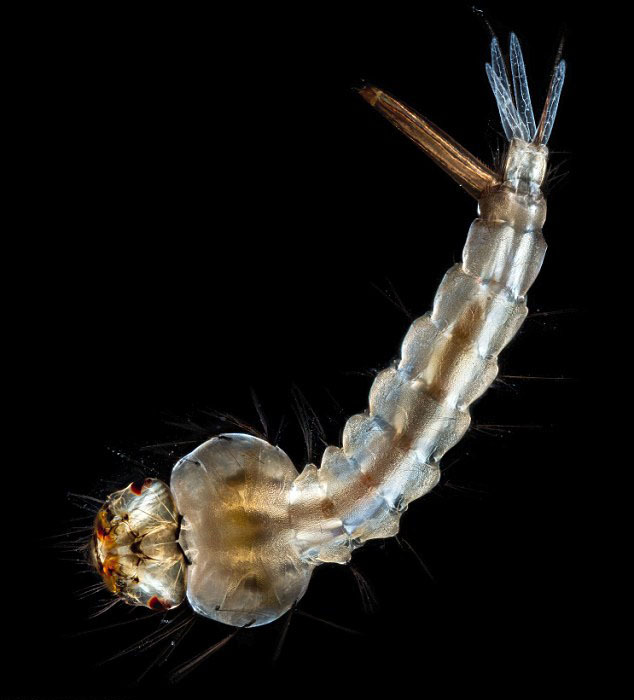 微距拍水中微小生命:蚊子幼虫似外星生物_高清图集_新浪网