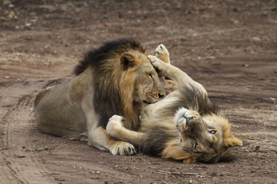 探访印度珍稀亚洲狮:非洲以外的唯一狮子_高清图集_新浪网