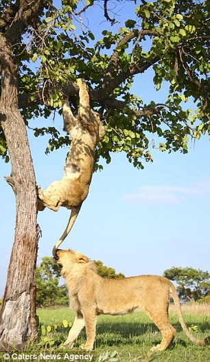 摄影师拍到狮子兄弟爬树打闹搞笑瞬间